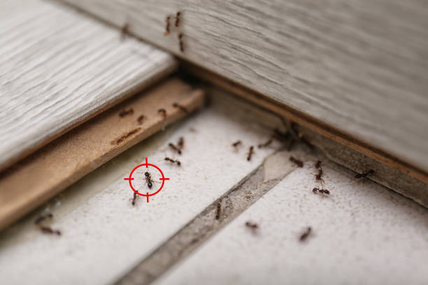 Best Commercial Pest Control Services  in Pine, AZ