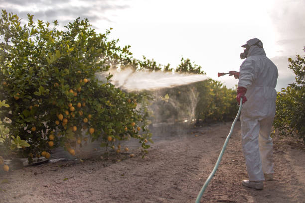 Flea Control Services in Pine, AZ
