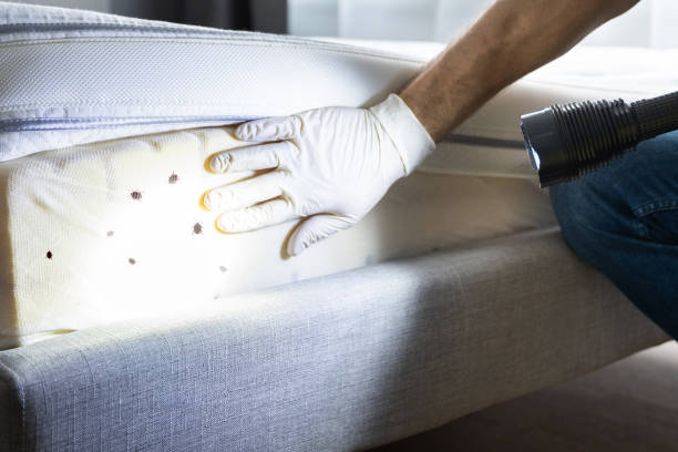 Best Bed Bug Extermination  in Pine, AZ