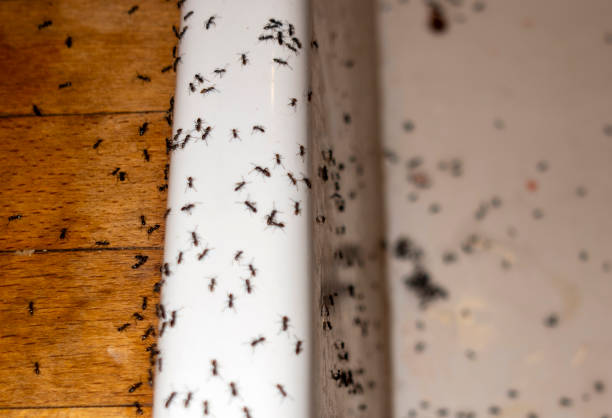 Best Affordable Pest Control Services  in Pine, AZ