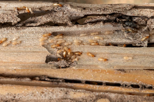 Best Termite Control Services  in Pine, AZ